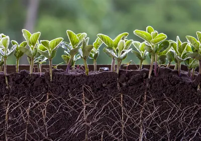 Cross-section of soil showing roots within and green plants above. Cross-section of soil showing roots within and green plants above.